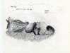 5c_18.jpg